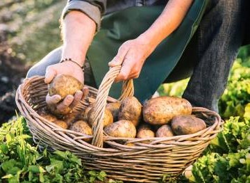 Mousline, enracinement français renforcé