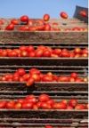 Cofigeo relance la tomate d’industrie française